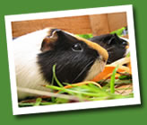 guinea pig - photo johann larsson
