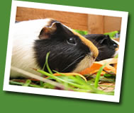 guinea pig - photo Johann Larsson